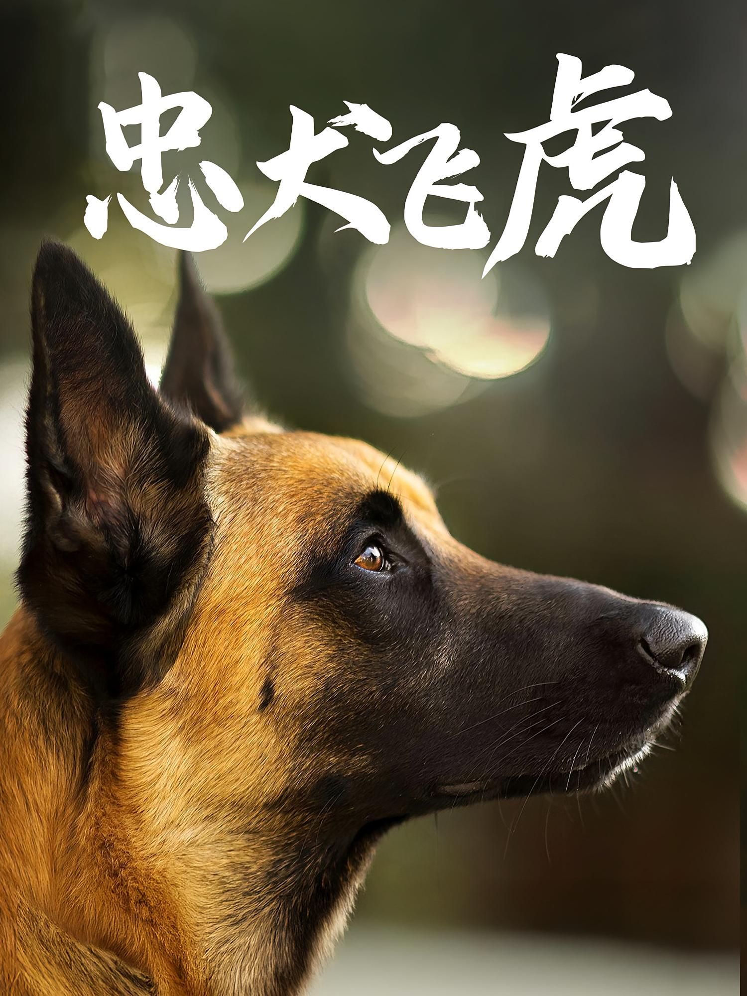 忠犬飞虎33集全集未删减版 吴桂洲谭镁纶主演 免费在线观看 百度网盘夸克网盘资源速存下载  第1张